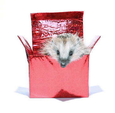 Forest Wild Hedgehog Get Out Of The Gift Box Isolated