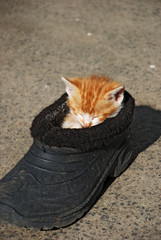 Funny cat sleep in old shoe