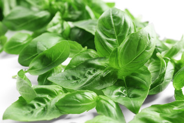 Fresh basil leaves on white background