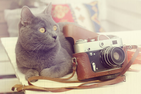 photographer with a mustache/ retro background with a cat lying near the old camera 