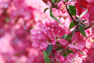 Blooming tree in spring with pink flowers