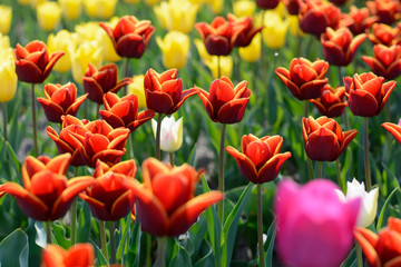 Tulip. Beautiful bouquet of tulips. colorful tulips. tulips in spring,colourful tulip