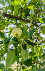 Ripe apples hanging on a branch in the garden. Selective focus