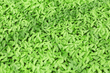 Young plants growing in greenhouse, closeup