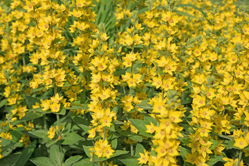 Obraz premium Goldfelberich, Lysimachia punctata, Punktierter Gilbweiderich