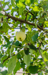 Ripe apples hanging on a branch in the garden. Selective focus