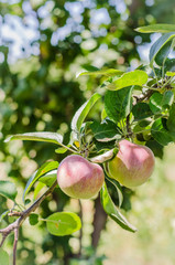 Ripe apples hanging on a branch in the garden. Selective focus