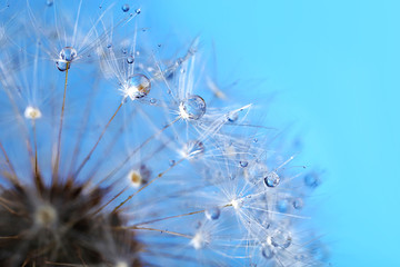 Dandelion seed head on blue background © Africa Studio