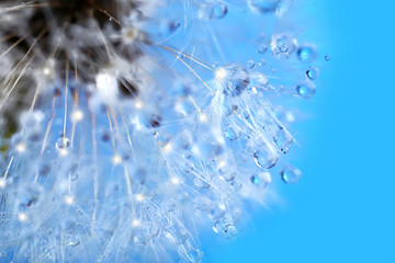 Dandelion seed head on blue background