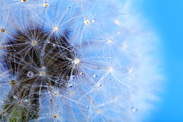 Dandelion seed head on grey background, close up