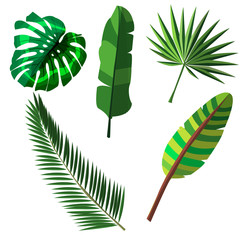 Vector illustration of tropical plants