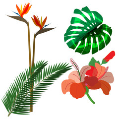 Vector illustration of tropical plants
