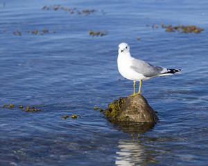 A seagull standing on a stone