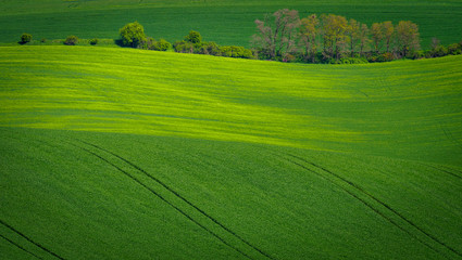 Obraz premium Meadow with sine wave horizon