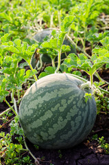 Watermelons on the green melon field in the summer. Selective focus