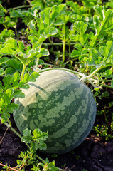 Watermelons on the green melon field in the summer. Selective focus