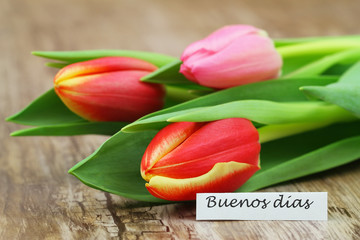 Buenos dias card with three colorful tulips
