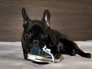 Naughty Puppy chewing shoes - sports shoes. Dog black bulldog. Dog lying on the bed 