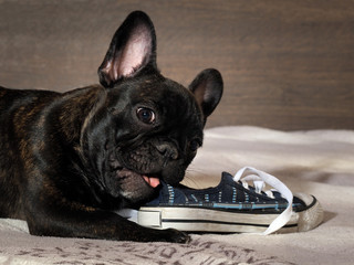 Naughty Puppy chewing shoes - sports shoes. Dog black bulldog. Dog lying on the bed 