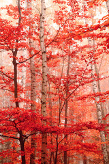 Fototapety  kolor jesienny las