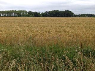 Champ de blé