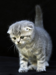 Красивый котенок на темном фоне