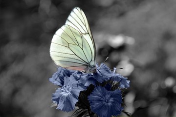 le papillon et sa fleur bleue © marquisedesanges
