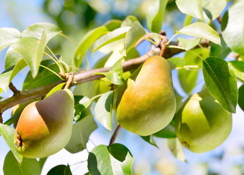 Branch of pears