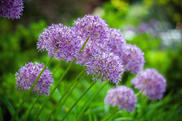Allium flower, Allium Giganteum in the garden, selective focus