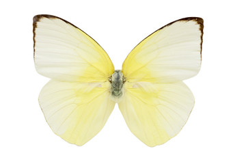 Fototapeta na wymiar Dead butterfly isolated on white background.