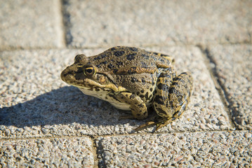 Sunny morning, alone frog sits on tthe asphalt