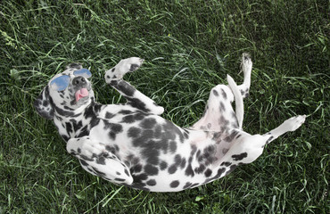 Cute dog in sunglasses laying on the grass