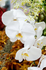 Flowers series : White orchids in garden