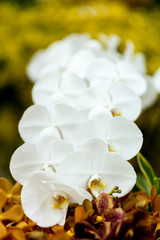 Fototapeta na wymiar Flowers series : White orchids in garden with selective focus