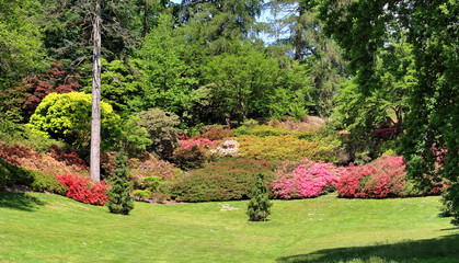 Rhododendrons and azaleas in an English park