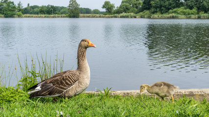 Gänse