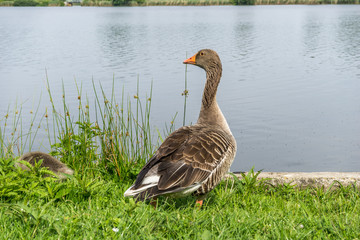 Große und kleine Ganse im Gras an einem See