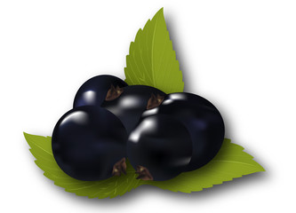 currant berries with leaves