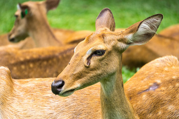 Deer in Thailand Zoo.