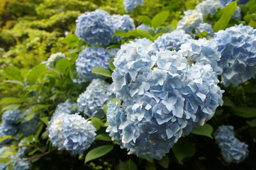 紫陽花