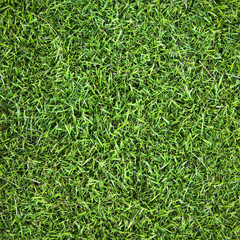 Grass background