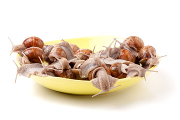 live snails in a plate on the white background