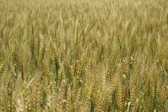 Wheat field