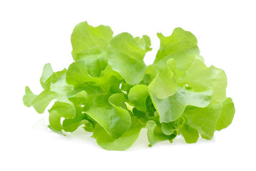 Green oak leaf lettuce isolate on white background - obrazy, fototapety, plakaty