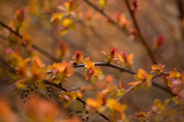 Spring blurred bokeh background