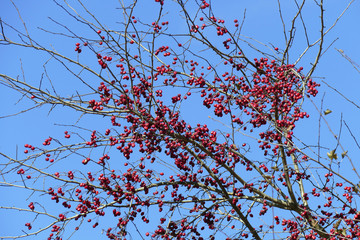 Late autumn. Ripe fruit of hawthorn.