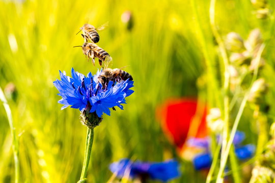 Kornblume mit einer Biene im Abflug