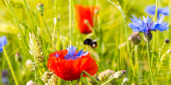 Mohnblume mit einer Hummel