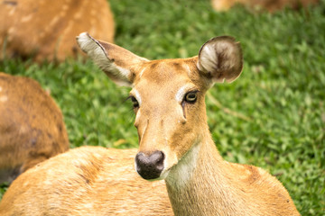 Deer in Thailand Zoo.