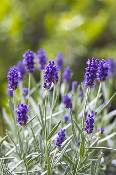Fototapeta lavender flowers